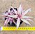 Bromelia Cryptanthus bivittatus - pink - Imagem 1