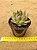 Echeveria Pink Dragon - Imagem 2