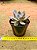 Echeveria Sundown Ancye - Imagem 1