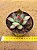 Echeveria Cassio - Imagem 1