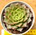 Echeveria Nymeria - Imagem 1