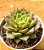Echeveria Nymeria - Imagem 2