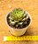 Echeveria Nymeria - Imagem 3