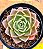 Echeveria Bubbaloo - Imagem 1