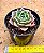 Echeveria Bubbaloo - Imagem 3