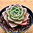 Echeveria Bubbaloo - Imagem 2