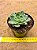 Echeveria Bubbaloo - Imagem 2