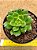 Echeveria Arigie - Imagem 3