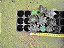 Kit de 10 plugs suculentas variadas - Imagem 4