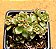 Echeveria supia - Imagem 1