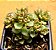 Echeveria supia - Imagem 2