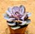 Echeveria trompette / valkyrie trumpet - Imagem 1