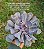 Echeveria trompette / valkyrie trumpet - Imagem 4