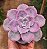 Graptoveria snow white - Imagem 7
