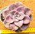Graptoveria snow white - Imagem 1