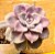 Graptoveria snow white - Imagem 2