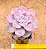 Graptoveria snow white - Imagem 4