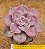 Graptoveria snow white - Imagem 5
