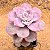 Graptoveria snow white - Imagem 3