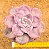 Graptoveria snow white - Imagem 2