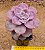 Graptoveria snow white - Imagem 6