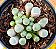 Fenestraria aurantiaca  - Dedinho de ET - Imagem 1