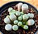 Fenestraria aurantiaca  - Dedinho de ET - Imagem 3