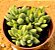 Crassula ausensis - Imagem 1