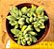 Crassula ausensis - Imagem 2