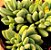 Crassula ausensis - Imagem 3