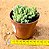Crassula ausensis - Imagem 4