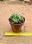 Crassula ausensis - Imagem 2