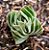 Crassula templo de Buda - Buddha's Temple - Imagem 2