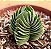 Crassula templo de Buda - Buddha's Temple - Imagem 1