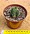 Crassula templo de Buda - Buddha's Temple - Imagem 3