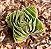 Crassula templo de Buda - Buddha's Temple - Imagem 2
