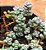 Crassula coralina - Imagem 3