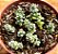 Crassula coralina - Imagem 1