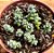 Crassula coralina - Imagem 2