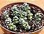 Crassula coralina - Imagem 3