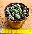 Crassula coralina - Imagem 4