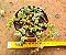 Crassula coralina - Imagem 1