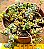 Crassula coralina - Imagem 2