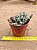 Crassula coralina - Imagem 3