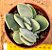Crassula dubia - Imagem 2