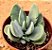 Crassula dubia - Imagem 1