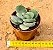 Crassula dubia - Imagem 3