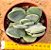 Crassula dubia - Imagem 4