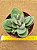 Crassula dubia - Imagem 3