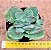 Crassula dubia - Imagem 1